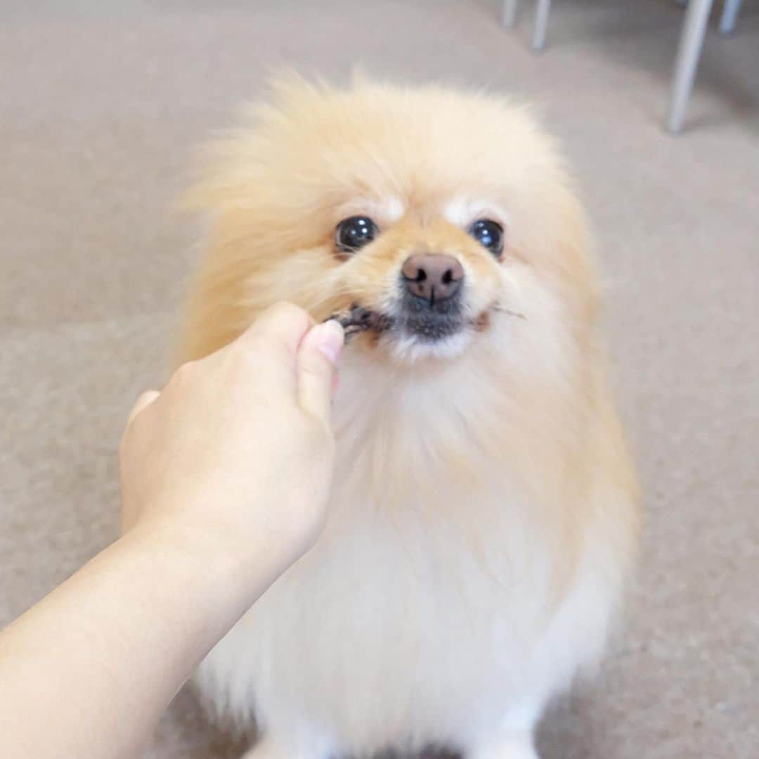 Hanaさんのインスタグラム写真 - (HanaInstagram)「ブログ更新しました♪ プロフィールから飛べます🚀 http://kedamakyoudai.blog.jp/ * ハイッ！！ ✋🐶 * 食べます ソレ食べます * 肉食女子 * * #Pomeranian#pom#pompom#pomstagram#pets#dogs#doglover#dogsofinstagram#dogstagram#Japan#Kawaii#fluffydog#ポメラニアン#ライブドアインスタブロガー#犬#いぬら部#pecoいぬ部#포메라니안#もふもふ#ふわもこ部#cute#cutedog#funny#funnydog#いぬのきもち#犬と猫」8月10日 20時12分 - mofu2family