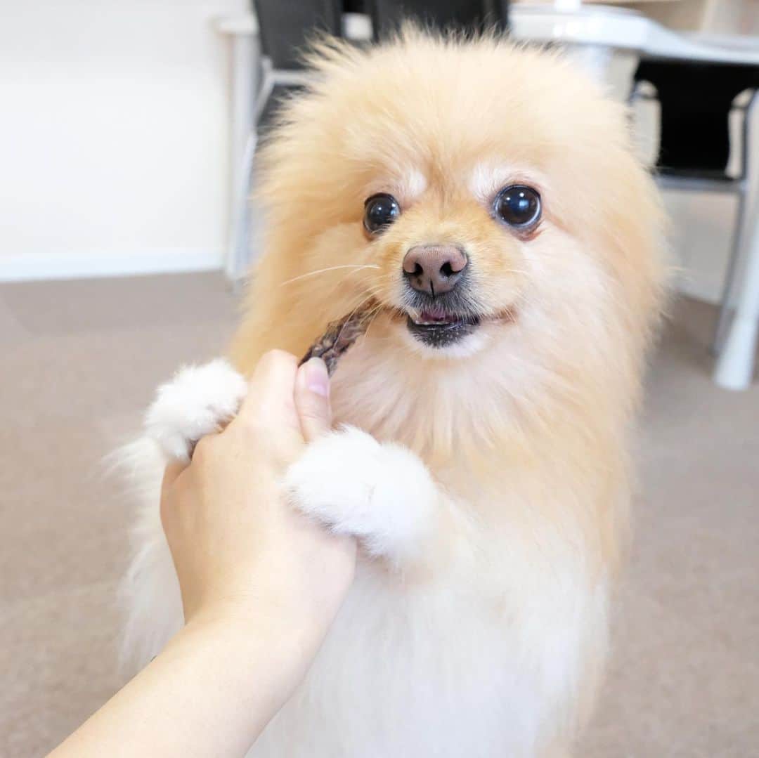 Hanaさんのインスタグラム写真 - (HanaInstagram)「ブログ更新しました♪ プロフィールから飛べます🚀 http://kedamakyoudai.blog.jp/ * ハイッ！！ ✋🐶 * 食べます ソレ食べます * 肉食女子 * * #Pomeranian#pom#pompom#pomstagram#pets#dogs#doglover#dogsofinstagram#dogstagram#Japan#Kawaii#fluffydog#ポメラニアン#ライブドアインスタブロガー#犬#いぬら部#pecoいぬ部#포메라니안#もふもふ#ふわもこ部#cute#cutedog#funny#funnydog#いぬのきもち#犬と猫」8月10日 20時12分 - mofu2family