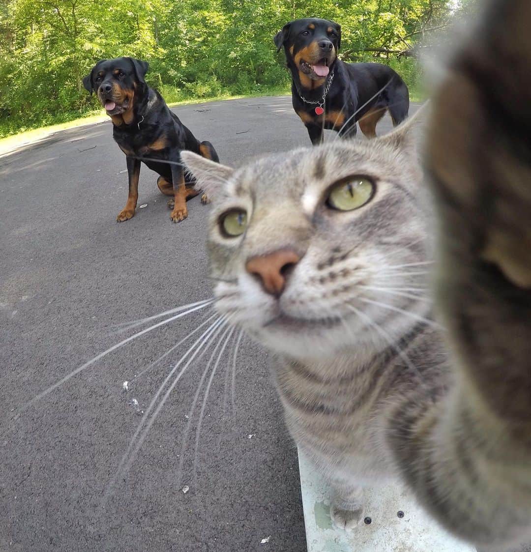 マニーのインスタグラム：「🛹😼🤳 #GoPro #selfiecat」