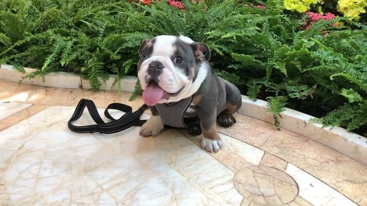 のインスタグラム：「Heading back to Las Vegas this weekend ✈️ to see more of this cutie 😍 @minibulldogsrus  @beautifulbulldogs . . . . #vegas #baby #bulldog #love #puppy #bestoftheday #smile #will #travel #for #puppies」