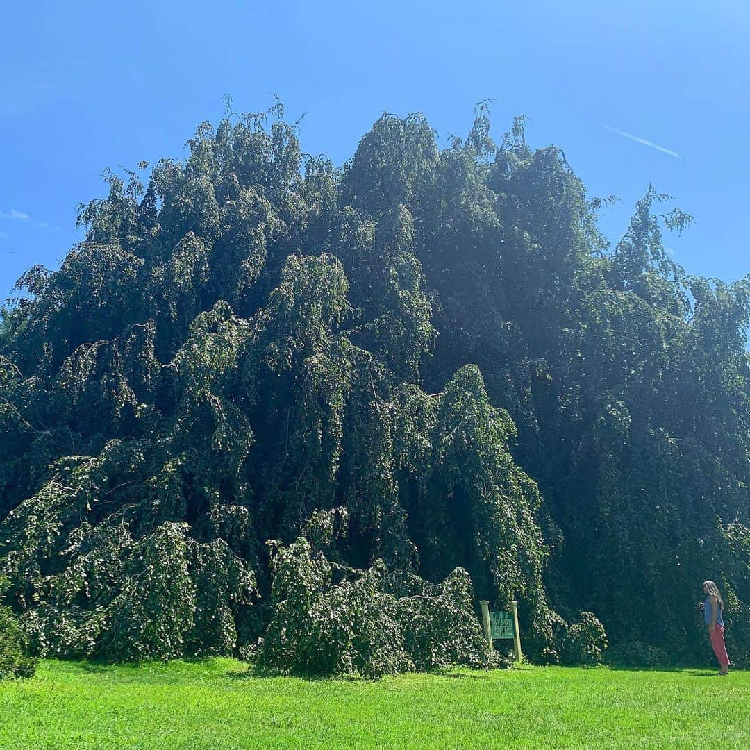 ノーマさんのインスタグラム写真 - (ノーマInstagram)「🌏🌵🌱🦜🌴🥀🍀 ヨガ、ダンス、ペインティング、ワイン乾杯、次はイベントに合わせて来たい植物園🕺🏻 thank you @foofoonut  @tomokmok ♥️ #newyork #longisland #botanics #nomatrip  #plantingfieldsaboretum  #巨大植物園」8月7日 0時31分 - noma77777