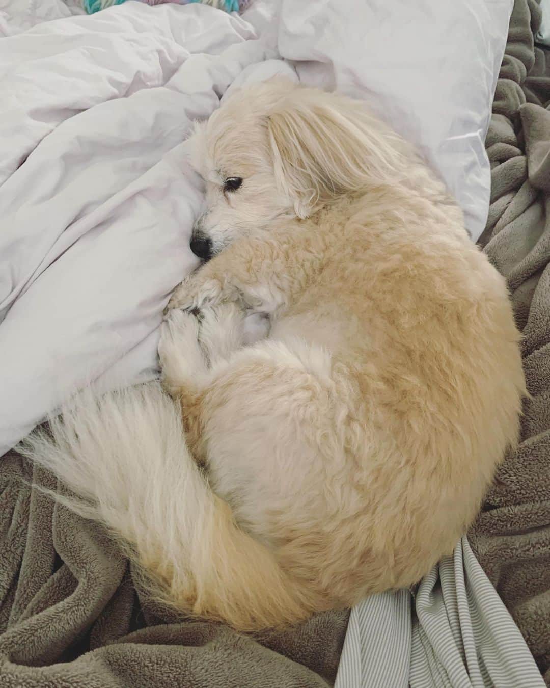 OLIVIAのインスタグラム：「Sleepy head🥰 #mythicalcreature #mrwhiskers」