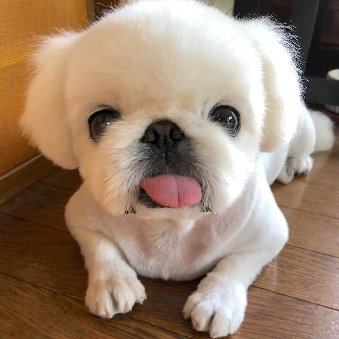 こなつのインスタグラム：「こんばんわんっ🐶💓🐶💓」