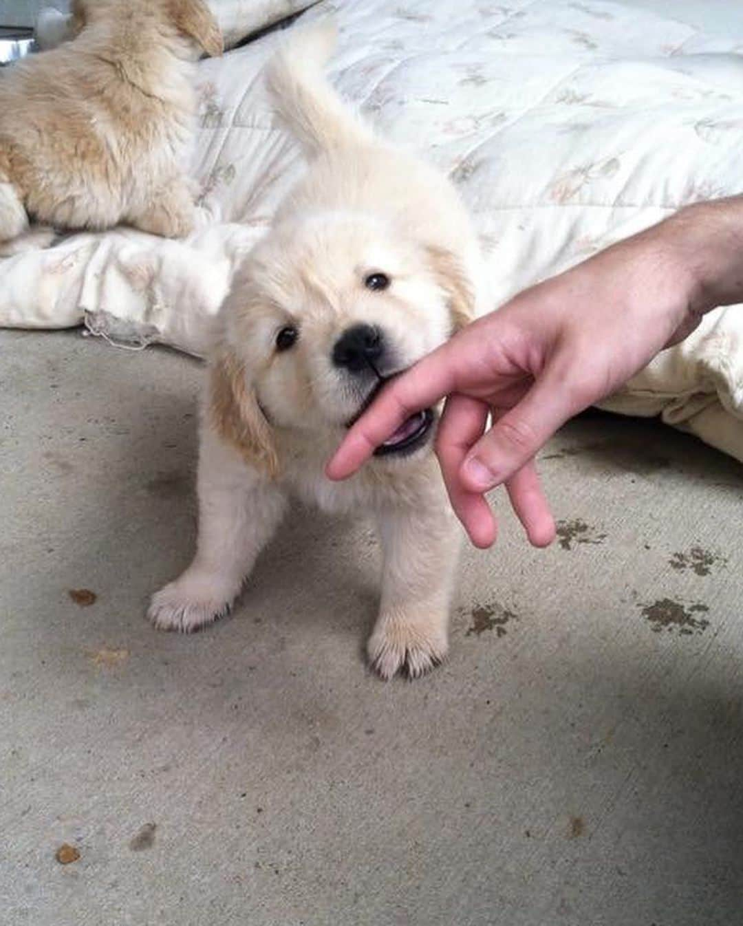 モヒートさんのインスタグラム写真 - (モヒートInstagram)「We have the same photo of Mojito and Julep biting Uncle Jonny during puppy visits (one is 6 weeks and one is 7 weeks).....can you tell who is Mojito and who is Julep??? ------------------------------- #goldensofig #goldenretriever  #goldenretrieversofinstagram #betterwithpets #dogsofig  #dogsofinstagram #fluffypack #gloriousgoldens #welovegoldens #ilovemydog #goldenlife #bestwoof #ProPlanDog #ilovegolden_retrievers #mydogiscutest #retrieversgram #dogsofcle  #puppy #adorable #fluff」8月6日 23時12分 - mojito_rose_family