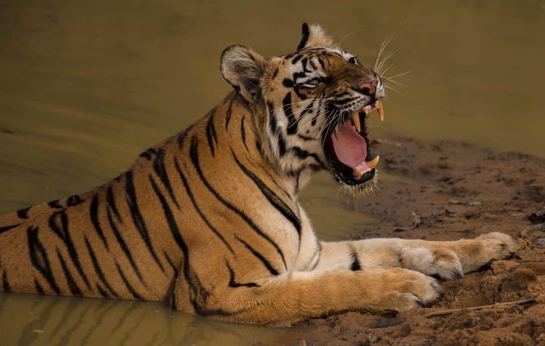 Discoveryさんのインスタグラム写真 - (DiscoveryInstagram)「What is the first thing you would say to someone who interrupted your peaceful bath time? 🛀 📸 by Tanwi Chowdhury (@tanwichowdhuryphotography) . . . . . #TigerTuesday #instanature #nature #naturephotography #wildlifephotography #ProjectCAT #bigcats #tigers #CAT #wow #stripes #wildlifeIG #wild #natureIG」8月6日 23時13分 - discovery