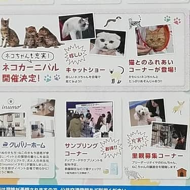 マンチカン(munchkin)キャットファーム大谷さんのインスタグラム写真 - (マンチカン(munchkin)キャットファーム大谷Instagram)「わんにゃんドーム2019 さいたまスーパーアリーナで あるにゃ😍8月24日、25日  #わんにゃんドーム2019  #さいたまスーパーアリーナ」8月6日 23時42分 - roytar222