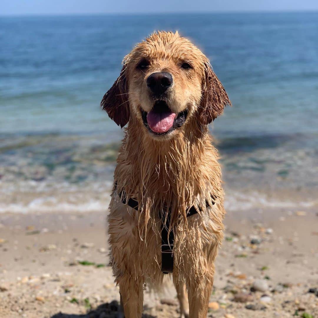 DogsOf Instagramのインスタグラム：「STORY TAKEOVER! “Swimming is my happy place!” Writes @simbaaaaathedog | Tap our Stories and follow along as Simba takes us to some of his favorite swimming spots! #dogsofinstagram」