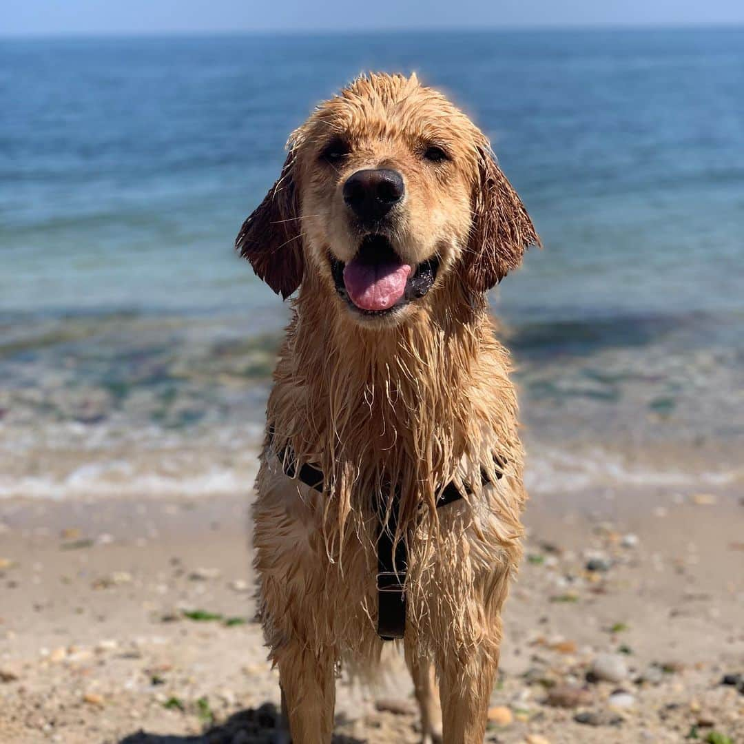 DogsOf Instagramさんのインスタグラム写真 - (DogsOf InstagramInstagram)「STORY TAKEOVER! “Swimming is my happy place!” Writes @simbaaaaathedog | Tap our Stories and follow along as Simba takes us to some of his favorite swimming spots! #dogsofinstagram」8月6日 23時51分 - dogsofinstagram