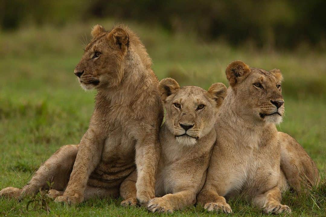 National Geographic Creativeさんのインスタグラム写真 - (National Geographic CreativeInstagram)「Photo by @beverlyjoubert | A trio of young adult lions rest together and bond at the Masai Mara National Reserve in Kenya. #Wildlife #Lion #Kenya」8月6日 23時56分 - natgeointhefield
