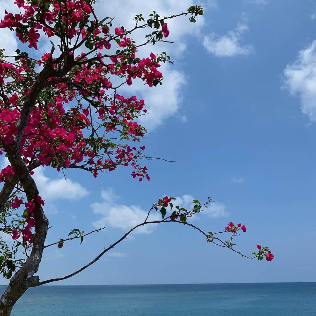 白石明美さんのインスタグラム写真 - (白石明美Instagram)「自分にとっては特別な花やったり、場所やったり、香りやったり、そういう事を忘れずにずっとずっと大切にしたい。自分の中でそっと、ずっとね、🧸🌙♡」8月7日 0時10分 - abyakemi