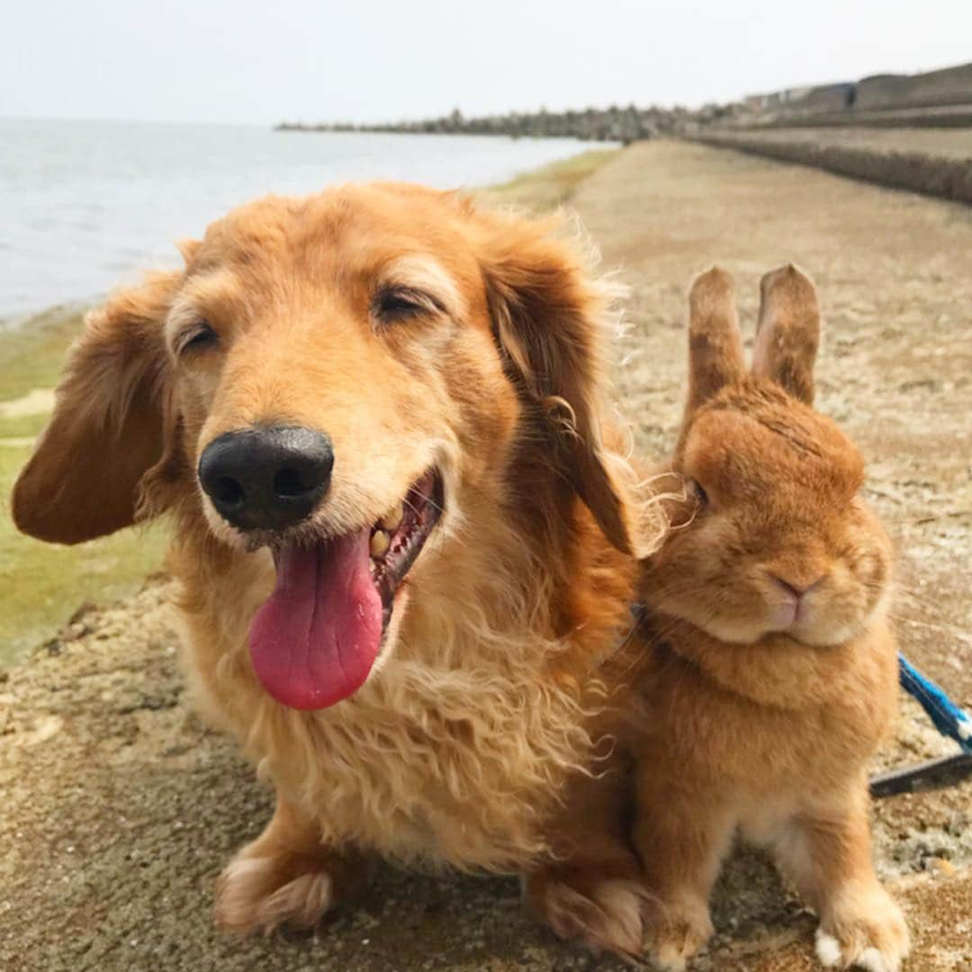 Chieko Shibutaさんのインスタグラム写真 - (Chieko ShibutaInstagram)「たろー🐶&うじゃこ🐰地方☀️ ねぶた祭り 最終日！ 出動は夜なので さんぽ🌱 近くの海 合浦公園🌊34度🥵 夜は ねぶた  オレ🐶の 赤い🚗で パトロール中💨 たろー！ 乗っかってる！ 重いんですけど💦🚗にいるんですけど 潰されてます🐰💦✨ 今年の ねぶた大賞 です^_^ 💕✨🐶 🍀🐰✨💕 #dachshund #dachshunds #dachshundlove #dog #dogs #doglove #instadog #instagram #instagood #pet #pets #petsagram #cute #cutepe #cutepet #cutedog #cuteanimals #likes #09076999576 happy #smile #rabbit #ラビット #ミニュチュア #ミニュチュアダックス  #ミニュチュアダックスフント #うさぎ部 #うさぎ #ダックス #ダックスフンドロングヘアー#ねぶた祭り」8月7日 0時16分 - chieko.81