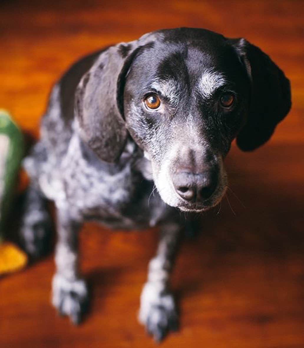 ジェーン・アルドリッジさんのインスタグラム写真 - (ジェーン・アルドリッジInstagram)「This bag is one of the most touching and special gifts I have ever recieved. We lost our beloved dog Stella three months ago and were just devastated. I was so touched when @catto.catto reached out during our time of grief to offer to make us a special hand painted commemorative bag in Stella’s memory. You can see the beautiful result here. We are so deeply grateful to have this beautiful memento of Stella, it makes it feel like a piece of her is still here with us. To Efsun from @artofcatto thank you from the bottom of our hearts. This bag means the world to me and Jeff. ❤️❤️❤️」8月7日 0時26分 - seaofshoes