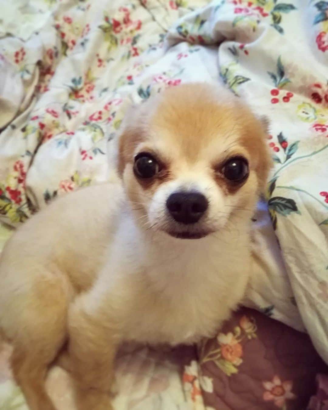 のインスタグラム：「愛するそぉちゃん🥺❤️ 今日は、少しお話ししたいことがあってpostします🌱 最近、少し前くらいからよく”ワクワクする？”って言葉聞きませんか？ 判断に迷ったらワクワクする方を選ぶといいよ！とか、将来のこと考えたらワクワクする？とか、新しい仕事を始めようと思ってる人に、ワクワクする？とか。 皆さんどう思います？？ なぜかと言うと、日本にいた時初対面の人に自分の仕事のことやNYへ行くことをある人に話したら、その人はいいね！素敵だね！ワクワクする？ワクワクする？と何度もワクワクするかを私に聞きました。 そして私は思いました、NYも演技もワクワクなのか❓❓ NYはその時は確かにワクワクしてたかもしれない、でも一度こっちに住んでアパートもキープしてた状態なので大体のことを理解してるしワクワクというか、もはや行く。そう決まっている。なう。でもめっちゃ嬉しい😆✨✨✨みたいな気持ち。 そして演技のことは、今後どんな世界でどんな人達とどんな芝居をしてどんな所で、どんな本で、どんな作品と出逢えるのか、とかを考えると、ワクワクというか、胸が熱くなってワナワナしちゃう。 もちろんワクワクもするけど、ワナワナもしちゃうし、吐きそうにもなるし(現実今そんなヤバイ現場入ったら多分吐くレベルでとんでもないから)、やることまぢでいっぱいあるなって現実を思い知る。 すると、単純にその人がいうワクワクする？っていうのと少しズレるのである。 幸いなことに私は人生を捧げたいって思えるものに出逢えて広い世界でチャレンジさせてもらえてるから本当に有難いんだけど、 もちろん私も最初からそうじゃなかった。 演技初めてした時は、なんだコレ！どうやら面白いぞ！もっとコレやってみたい！ どうやったら上手くなるんだろう？どうやったらもっと役を演じられるんだろう。どうやったら、どうやったら、、、 それから、acting studio を紹介してもらったり、先生を紹介してもらったり身体の勉強、心の勉強や色んな経験(ww🤣)をさせてもらって、今演技が大好きって言える。 出来なくて悔しい時も、演技が大好きなのに全然やりたくない、出来ないってなった時ももちろんあったよ！笑 多分人生だから色んなこと起こるでしょう？ 誰でもみんな。 そんな時、ワクワクする？とか聞かれたら多分死ねって言いたくなるだろうし笑 もはや自分がなににワクワクしてたのかさえ思い出せない時もあると思う。 でもそれでもいいじゃん✨て思う😊 だって人生長いから。休憩したい時は必要な時だよ。 ちょっと休んで自分に聞くといいよ。 ワクワクする？じゃなくて、何してる時が一番幸せ？とか、何してると時間を忘れて没頭してる？とか、どんな時間の過ごし方が穏やかでピースを感じる？とか😊 宇宙からするとワクワクするっていう日本語は期待を含んでるから少しニュアンスが違うんだって。 だから、もし自分の物差しで心を計る時は、 それ安心する？それやってみたい？ドキドキする？胸が熱くなる？目頭が熱くなる？優しさを感じる？リラックスする？自分でいられる？楽しそう？いい気持ちそう？いい気分そう？夢見たくなる？笑っちゃいそう？心配？不安？恐い？危ない？命の危険ある？精神の危険ある？ ってたくさん自分に聞いて答えてあげるといいと思う。 誰にも知られないから本当のこと自分だけが知ってればいいじゃん？ それで、少しでも安心とか、楽しそう、とかリラックスできそう、とか気持ち良さそうっていう方に進めばいいと思うょ✨ ムリにワクワクを見つけられなくても、自分の心が行きたい方に耳を傾けてあげると道が続いていって、だんだん自分のやってることを愛するようになるんだと思う。 もちろん、最初から全速力で突き進む人もいるだろうし、のんびり自分のペースで生きる人もいるだろうし、なんでもいいと思う✨ 自由を感じて幸せを感じて、日々を生きてほしいなって思って。 今日はお話しさせてもらいました。 必要な人に届けメッセージ💝✨🍀 おやすみなさい❤️ Have a nice day 🌏💝✨ #日本語 #talk #夢 #Japanese #actor #life #いぬらぶ #dog #love #そぉちゃん #らぶ」