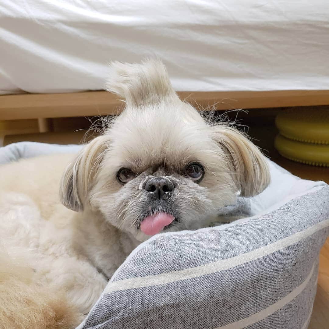 もえむのインスタグラム：「My new hairstyle??🗻 結んでた🍓ゴムを外したら前衛的な髪型に #形状記憶 #リアル永沢くん」