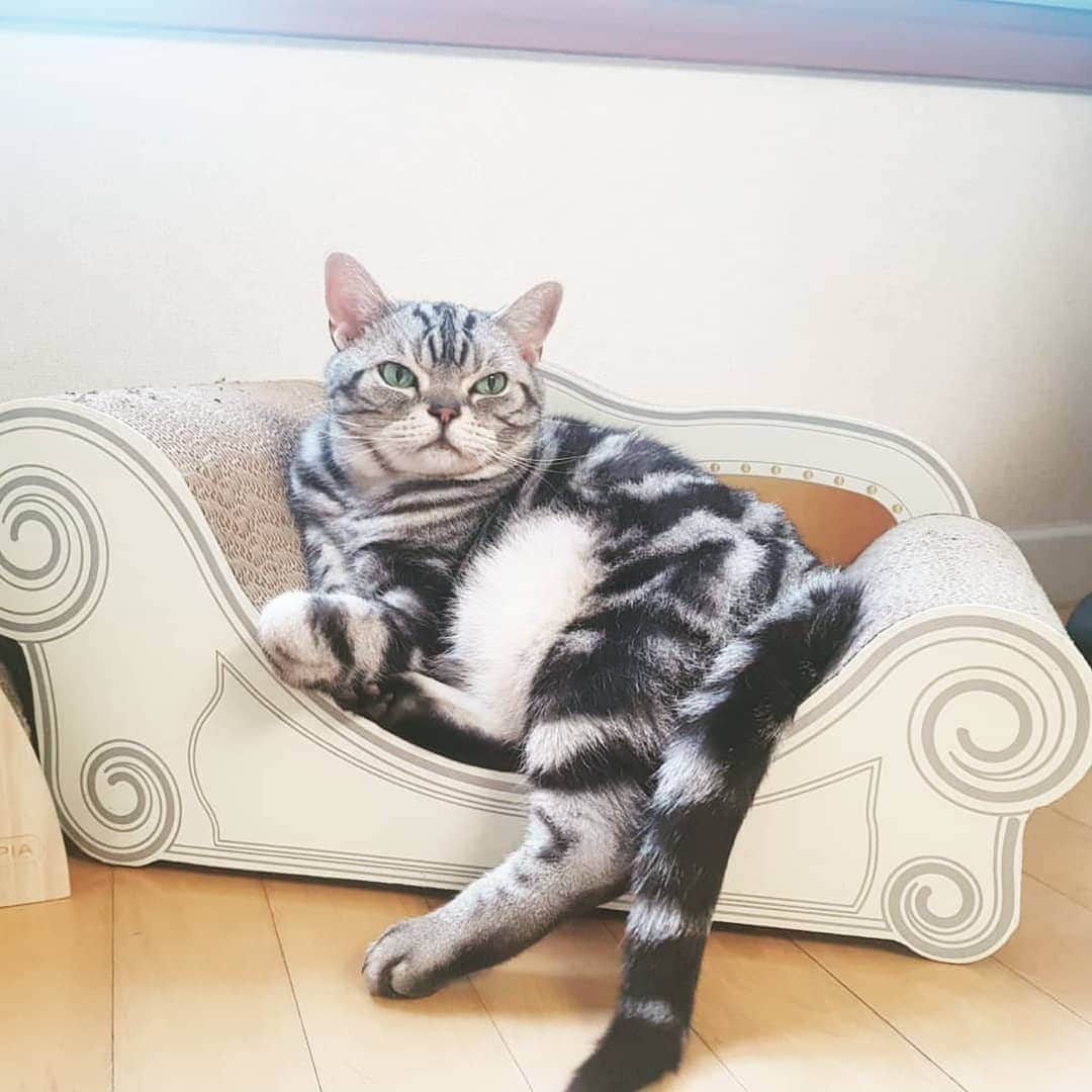 CatStockerのインスタグラム：「Hello! #catstocker is here!  Follow our FURRriend @oreoreothecat  Scroll right for more pictures 👉 . . . . . . #cat #neko #mačka #chat #котка #kotek #kot #кіт #mače #кошка #кот #katze #gato #gatto #kissa #子猫 #猫 #고양이 #貓 #kedi #köttur #kissanpentu #חתול #кішка #子猫 #kittens #小猫 #kätzchen #котята」