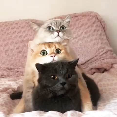 CatStockerのインスタグラム：「Hello! #catstocker is here!  Follow our FURRriend @amy_simba  Scroll right for more pictures 👉 . . . . . #cat #neko #mačka #chat #kočka #котка #kotek #kot #кіт #mače #кошка #кот #katze #gato #gatto  #子猫 #kattunge #猫 #고양이 #貓 #kedi #köttur #kissanpentu #חתול #кішка #子猫 #고양이새끼 #kitty #cats」