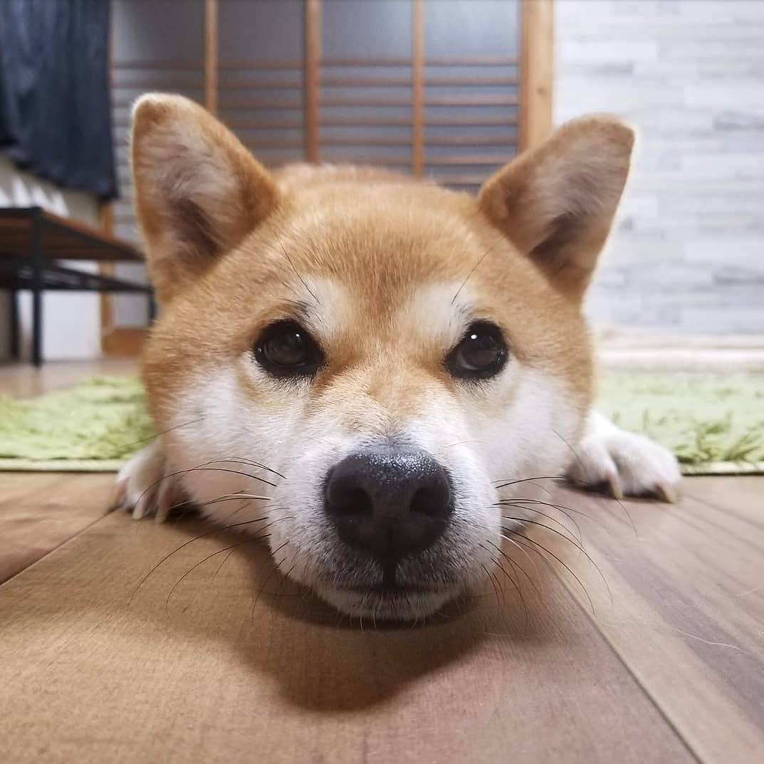 柴犬たま Shibainu Tamaさんのインスタグラム写真 - (柴犬たま Shibainu TamaInstagram)「台風が過ぎ去って暑さが戻ってきてる…やだなぁ…😅 * Caption trans🇬🇧 The typhoon has passed and it has become hot…😅 * #たま家族 #柴犬ミケ #あご乗せ #どアップ #上目遣い #かなりひし形 #柴犬 #shiba #shibainu #shibastagram #犬 #dog」8月6日 16時16分 - tama7653