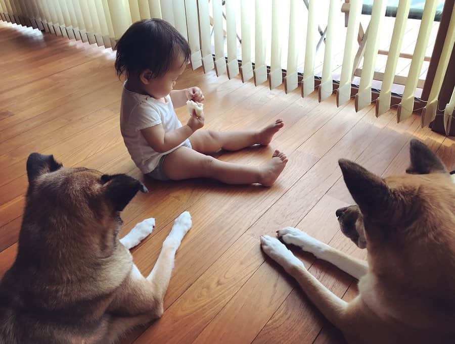 のインスタグラム：「すごい見守られてる笑笑 👶🐶🐶 #サクモンピーとの生活 #おやつの時間 #サクモンにとっては残酷な時間 #見守り隊 #笑笑」
