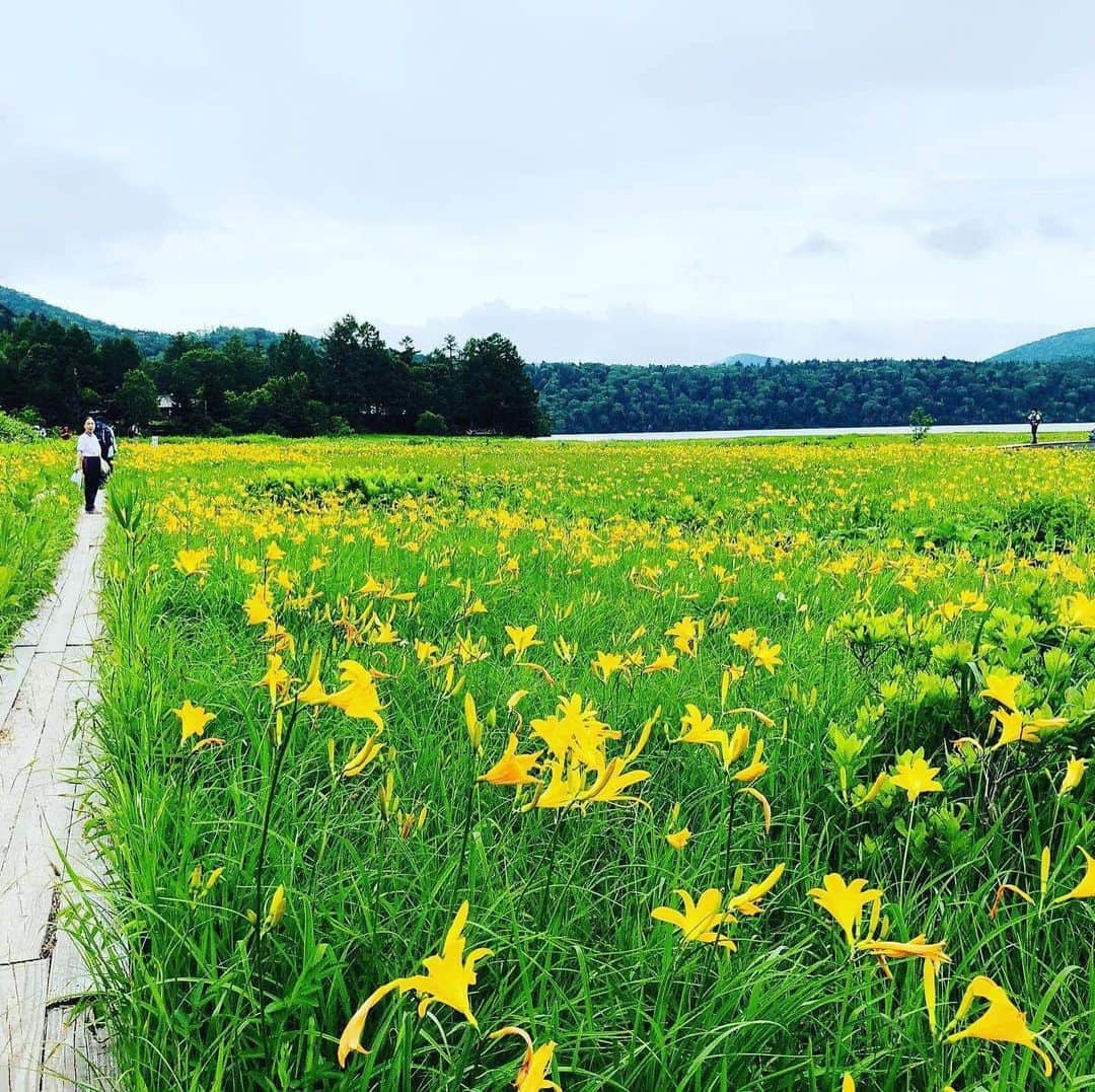 尾瀬旅のインスタグラム：「この地球で、他の生き物と一緒に暮らしていくこと。 咲き乱れる黄色い星たちが教えてくれているかのようです。 今年の尾瀬にはニッコウキスゲがたくさん咲いています。 . photo by Y.kogure . #尾瀬とtepco　#ozextreme　#尾瀬 #oze #尾瀬旅　#discoveroze  #igtravel #instagramjapan  #山が好きな人と繋がりたい  #ファインダー越しの私の世界　 #japantrip #旅の思い出　 #旅好き　#traveljapan　#綺麗な景色　 #かわいい　#美しい　#自然　 #誰かに見せたい景色 #travel　#travelgram #旅行好きな人と繋がりたい　#自然好き #自然好き　#ハイキング　#hike #尾瀬が原 #ニッコウキスゲ #食害 #シカ #花好きと繋がりたい」