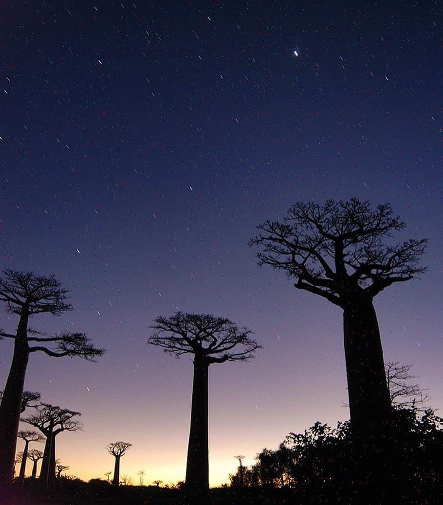 生活の木 Tree of life 【公式Instagram】のインスタグラム