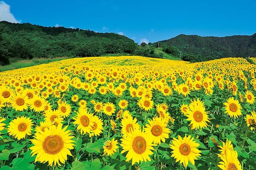 福島県さんのインスタグラム写真 - (福島県Instagram)「来て！ 三ノ倉高原ひまわりフェスタ 会津盆地を一望できる三ノ倉スキー場のゲレンデを利用し、約250万本のひまわりが咲き誇ります。眼下に広がる花のじゅうたんと自然の織りなす景観は息を呑むほどの美しさです。ひまわりフェスタは8月9日(金)〜9月8日(日)まで開催します。 ※写真は過去のものです。現在の開花状況はホームページ等でご確認ください。  #喜多方市 #三ノ倉高原 #ひまわり #福島 #ふくしま #ふくしまからはじめよう #来て #futurefromfukushima #fukushima #traveljapan #japantrip #explorejapan #japanadventures #japanholiday #beautifuldestinations #instatrip #art_of_japan #instagramjapan #japan_of_insta」8月6日 17時14分 - realize_fukushima