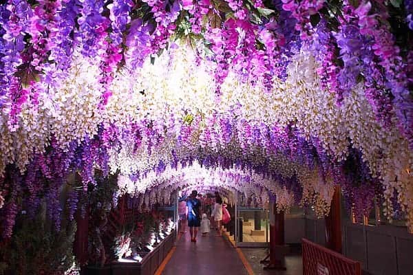 のインスタグラム：「.﻿ ✩★------------------﻿ ここ本当に日本！？﻿ 東京サマーランドのナイトプールが絶景すぎる！﻿ ------------------✩★﻿ ﻿ 9月16日（月・祝）まで開催されている「絶景！ナイトプール2019」は、世界各地の絶景遺産を光の演出によって表現する、真夏のイルミネーションイベント😍❣️﻿ 今年は、「世界の絶景遺産を巡る“光の大航海”」がテーマなんだとか🌎💫﻿ ﻿ 光のグラデーションで彩られた藤の花の上品な「藤棚トンネル（日本）」や夜空にランタンを打ち上げるタイの「コムローイ祭り」を表現したイルミネーションなど、幻想的な光景にうっとりしてしまいます・・・♡﻿ ﻿ キラキラ美しい光の絶景の中で、楽しい一夜を過ごしてみてください🤩✨﻿ ﻿ 🗼：東京サマーランド﻿ 📍：秋川﻿ 詳細はアカウントトップから﻿ 👉@lets_enjoytokyo﻿ ﻿ #レッツエンジョイ東京 #ぐるなび﻿ #おでかけ #トキメキ女子﻿ #東京サマーランド﻿ #サマラン #サマーランド ﻿ #夏休み #夏 #真夏 #tsl﻿ #ナイトプール #nightpool﻿ #プール #pool﻿ #プールサイド #プールだいすき﻿ #令和最初の夏﻿ #夏だね #夏の思い出 #夏イベント﻿ #イルミネーション #映えスポット﻿ #おでかけスポット #デートスポット﻿ #デート #休日の過ごし方 ﻿ #秋川」