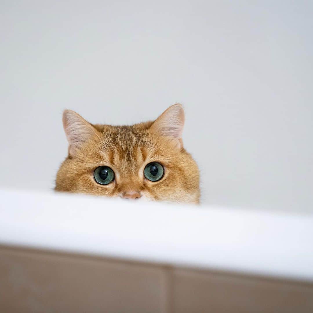 Hosicoさんのインスタグラム写真 - (HosicoInstagram)「It seems they will not find me here 🙂」8月6日 17時36分 - hosico_cat