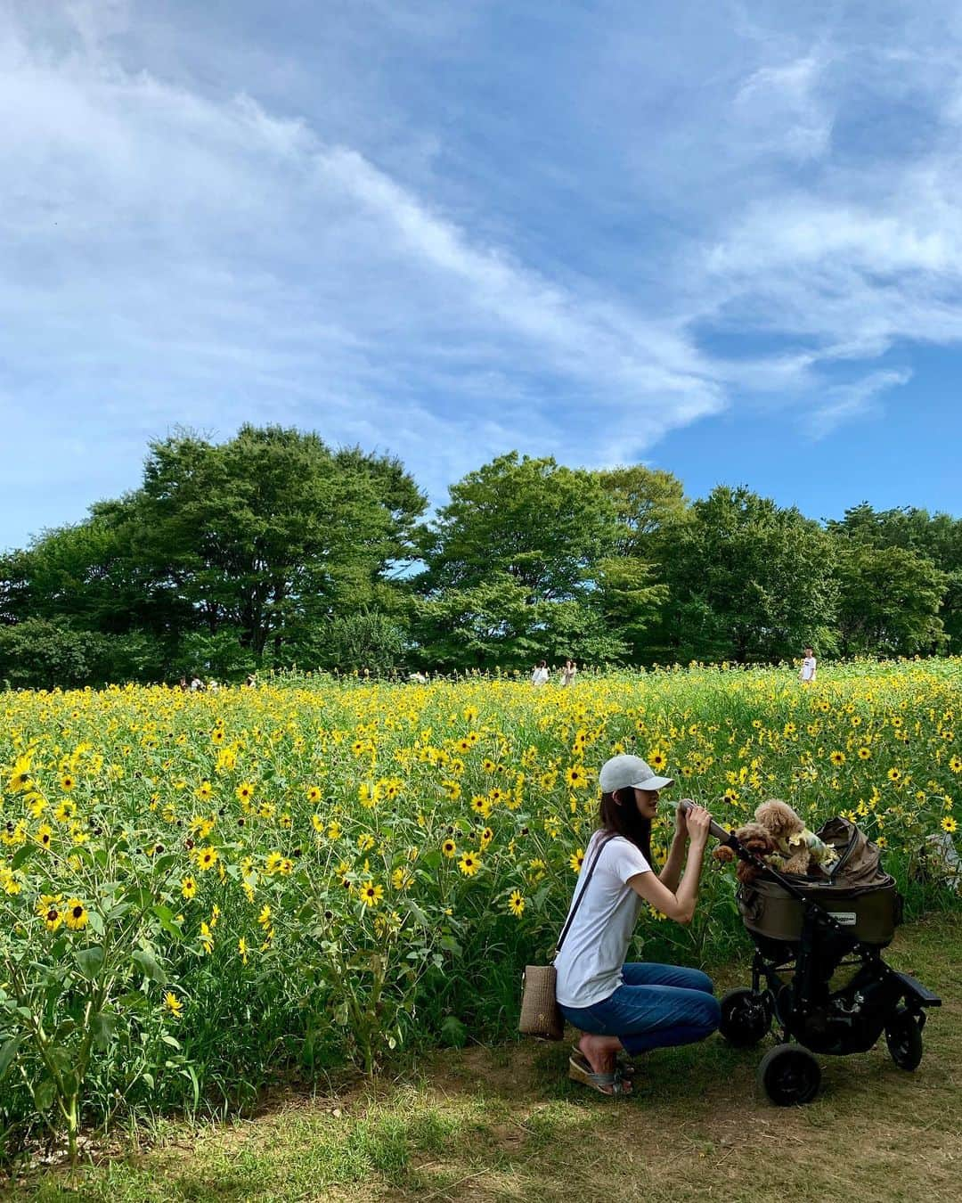 本城結実のインスタグラム：「. . 久々にわんことおでかけ！ . 昨年タイミングが遅過ぎて枯れ果てたひまわりを見る羽目になりましたがw 今年は間に合いました☺︎☺︎ . 一面に広がるひまわり畑🌻🌻🌻 . 今年も沢山おでかけ出来ますようにU^ェ^U . 犬用のミスト付き扇風機は果たして効果があるのか…🤣 . #ひまわり畑 #昭和記念公園 #昭和記念公園ひまわり #立川#犬用扇風機 #犬用ミスト #ミストハンディファン #わんこ #わんことお出かけ #わんこのいる生活 #ペット#ペットok #犬好きな人と繋がりたい#いぬすたぐらむ #いぬのいる暮らし #エブリドッグ #といぷーどる #トイプードル #ティーカッププードル #犬すたぐらむ#犬と休日 #inutome」