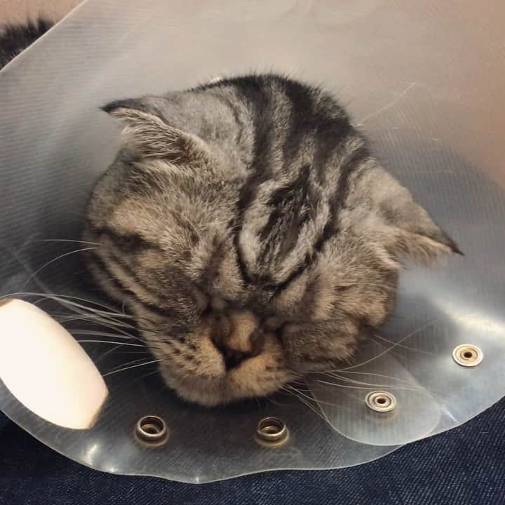 Shishi-maruのインスタグラム：「🐱Engineer from ”Prometheus”. 🐱映画「プロメテウス」のエンジニアの夢を見ている、ししまる。 ーーーーーーーーーーーーー 🌺「渋ネコ ししまるさん」ねこのきもちWEB MAGAZINE にて毎週土曜日エッセイの連載中 ーーーーーーーーーーー 📕「ぷっちねこ。」「3匹のちいさな猫を召喚できたなら」「ちいさな猫を召喚できたなら」徳間書店より単行本発売中 ーーーーーーーーーーー ⭐︎ねこ漫画を描いています→@tacos_cat 🐱公式→@chiisanacat 🌺Twitter →@taco_emonemon ーーーーーーーーーーー」