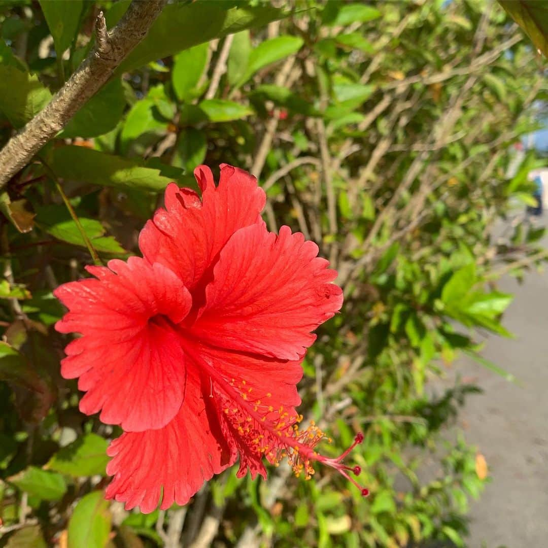 澤野大地さんのインスタグラム写真 - (澤野大地Instagram)「ハイビスカス🌺 #okinawa #南国 #沖縄インターハイ」8月6日 17時55分 - daichisawano