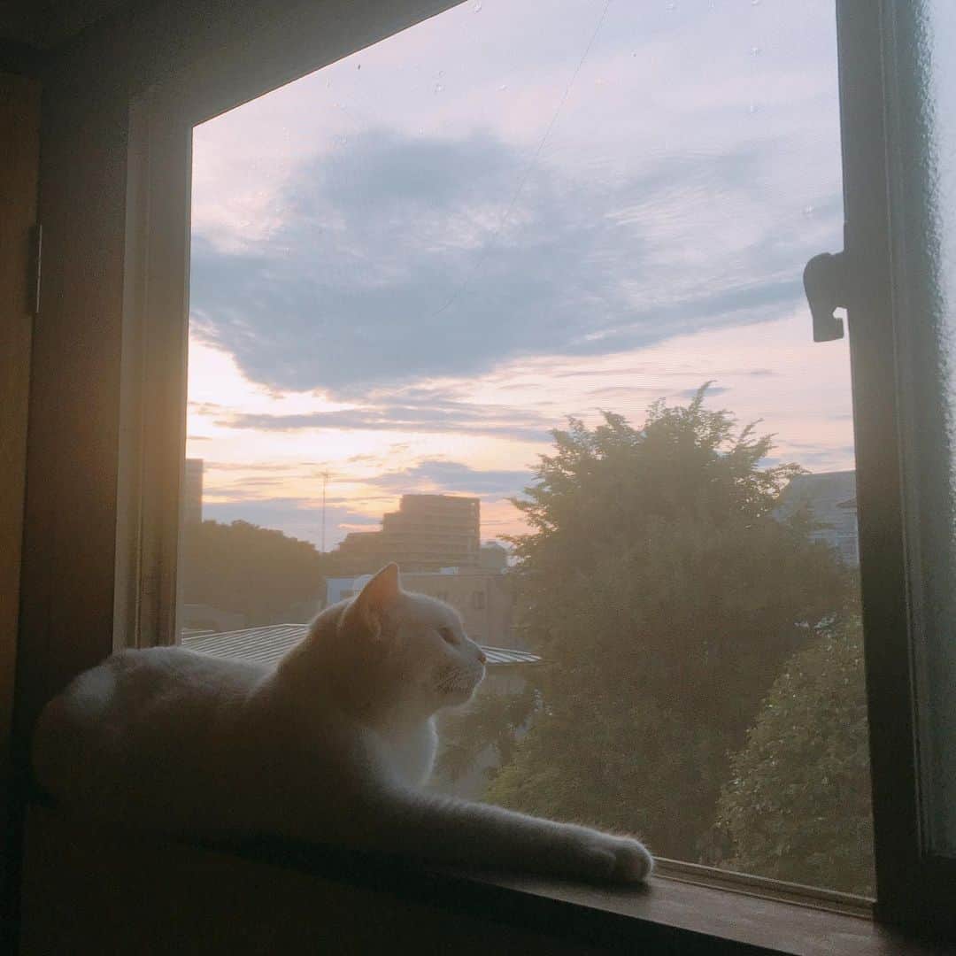 金巻ともこさんのインスタグラム写真 - (金巻ともこInstagram)「夏の夕暮れ #kurohakuchai #cat #猫 #白猫 #whitecat」8月6日 18時34分 - tomotomoco