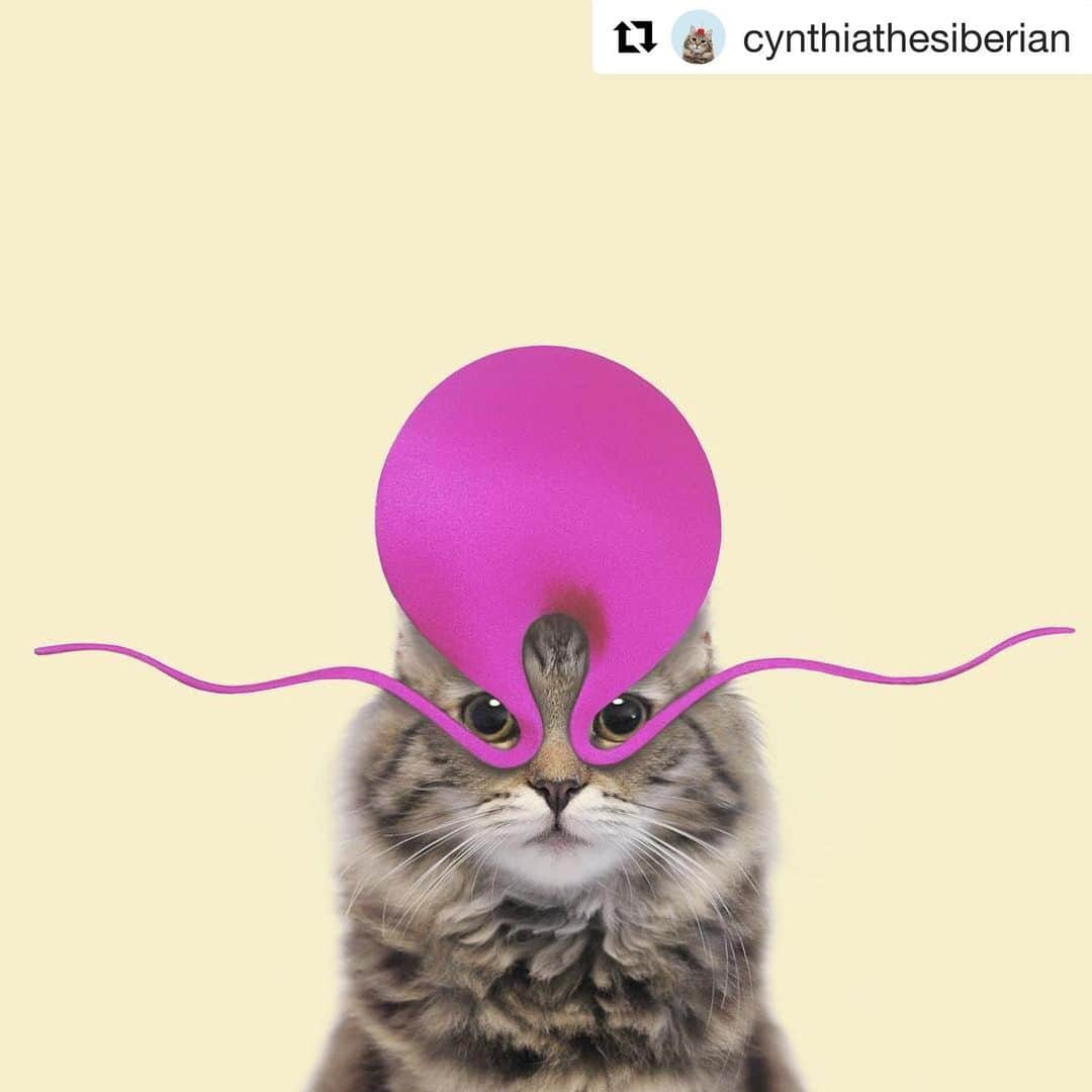 フィリップトレーシーさんのインスタグラム写真 - (フィリップトレーシーInstagram)「#Repost @cynthiathesiberian ・・・ Another lewk inspired by the incomparable @gracejonesofficial wearing @philiptreacy 🔥 . . . . . #cat #kitten #fluffycat #meowmeow #siberian #siberiancat #siberiankitten #catsoflondon #catloversclub #balousfriends #excellent_kittens #meowsandwoofs #kittylookbook #instacat_meows #cat_features #meowfeature #cat_delight #catasticworld #catstagramcat #catfeature #thecatcrowd #topcatsclub #allcatphotos300 #funnycat #funnycats #gracejones #philliptreacy」8月6日 18時41分 - philiptreacy