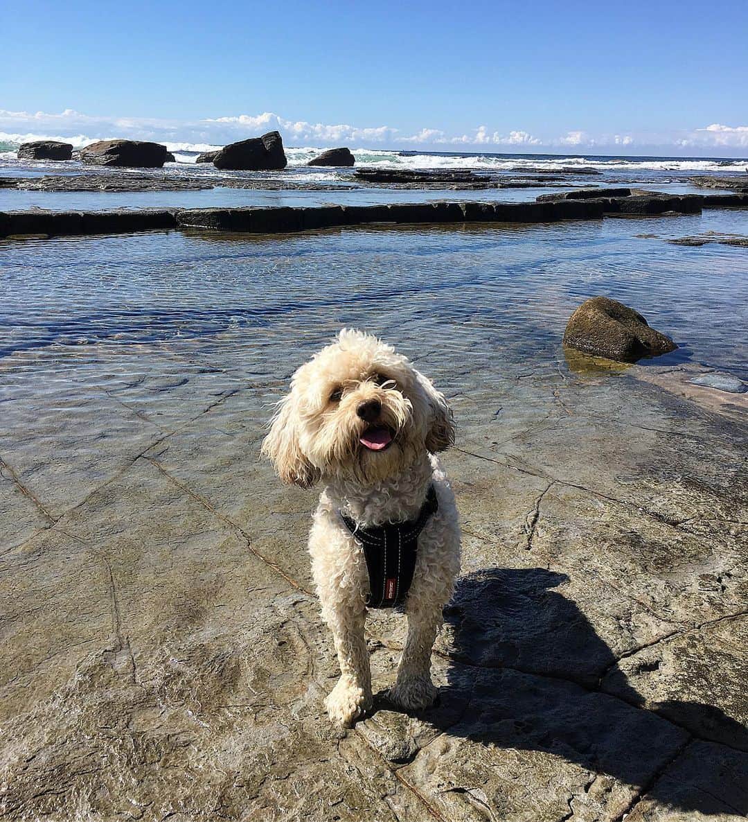 シャーニ・ヴィンソンのインスタグラム：「Home is where the heart is and he has my heart entirely! @jaggerpoo #homesweethome #mydog #myheart」