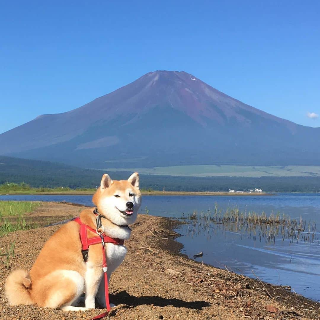 てんパパさんのインスタグラム写真 - (てんパパInstagram)「朝、山中湖畔をおさんぽ。 湖は、広いからか波が少しあるからか、近くに行くとイヤイヤになるけど、1メートルぐらいしか離れてない水たまりでは楽しそうにぴちゃぴちゃ入ってた。 #やっぱり富士山 #山中湖畔 #世界遺産と天然記念物 #ママとてん #水遊び」8月6日 19時04分 - tenchan.shiba