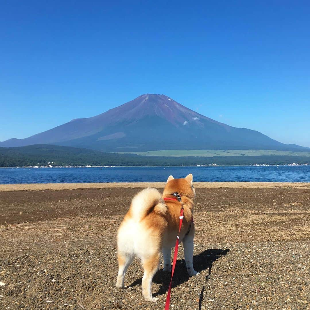 てんパパさんのインスタグラム写真 - (てんパパInstagram)「朝、山中湖畔をおさんぽ。 湖は、広いからか波が少しあるからか、近くに行くとイヤイヤになるけど、1メートルぐらいしか離れてない水たまりでは楽しそうにぴちゃぴちゃ入ってた。 #やっぱり富士山 #山中湖畔 #世界遺産と天然記念物 #ママとてん #水遊び」8月6日 19時04分 - tenchan.shiba