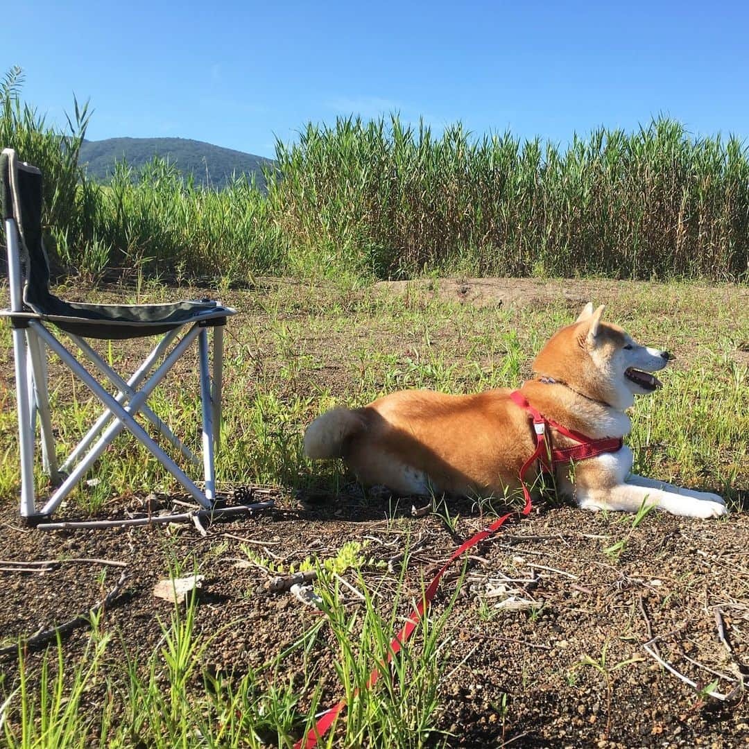 てんパパさんのインスタグラム写真 - (てんパパInstagram)「朝、山中湖畔をおさんぽ。 湖は、広いからか波が少しあるからか、近くに行くとイヤイヤになるけど、1メートルぐらいしか離れてない水たまりでは楽しそうにぴちゃぴちゃ入ってた。 #やっぱり富士山 #山中湖畔 #世界遺産と天然記念物 #ママとてん #水遊び」8月6日 19時04分 - tenchan.shiba