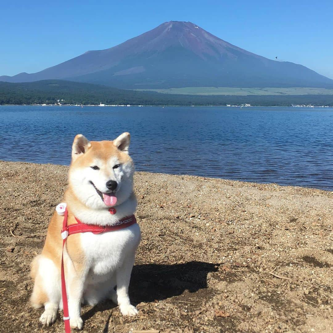 てんパパさんのインスタグラム写真 - (てんパパInstagram)「朝、山中湖畔をおさんぽ。 湖は、広いからか波が少しあるからか、近くに行くとイヤイヤになるけど、1メートルぐらいしか離れてない水たまりでは楽しそうにぴちゃぴちゃ入ってた。 #やっぱり富士山 #山中湖畔 #世界遺産と天然記念物 #ママとてん #水遊び」8月6日 19時04分 - tenchan.shiba