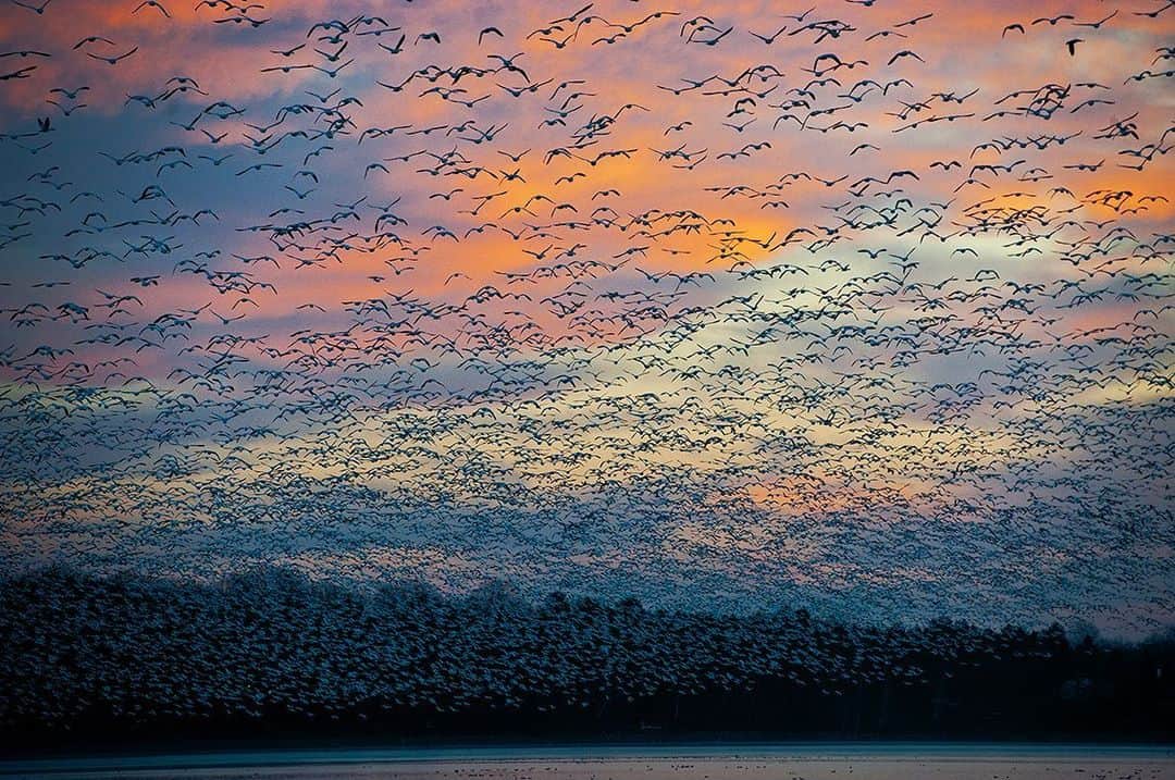 National Geographic Creativeさんのインスタグラム写真 - (National Geographic CreativeInstagram)「Photo by @daviddoubilet | Snow geese migrate above the Saint Francis River in Quebec, Canada at sunrise. #Migration #Quebec #Canada」8月7日 0時40分 - natgeointhefield