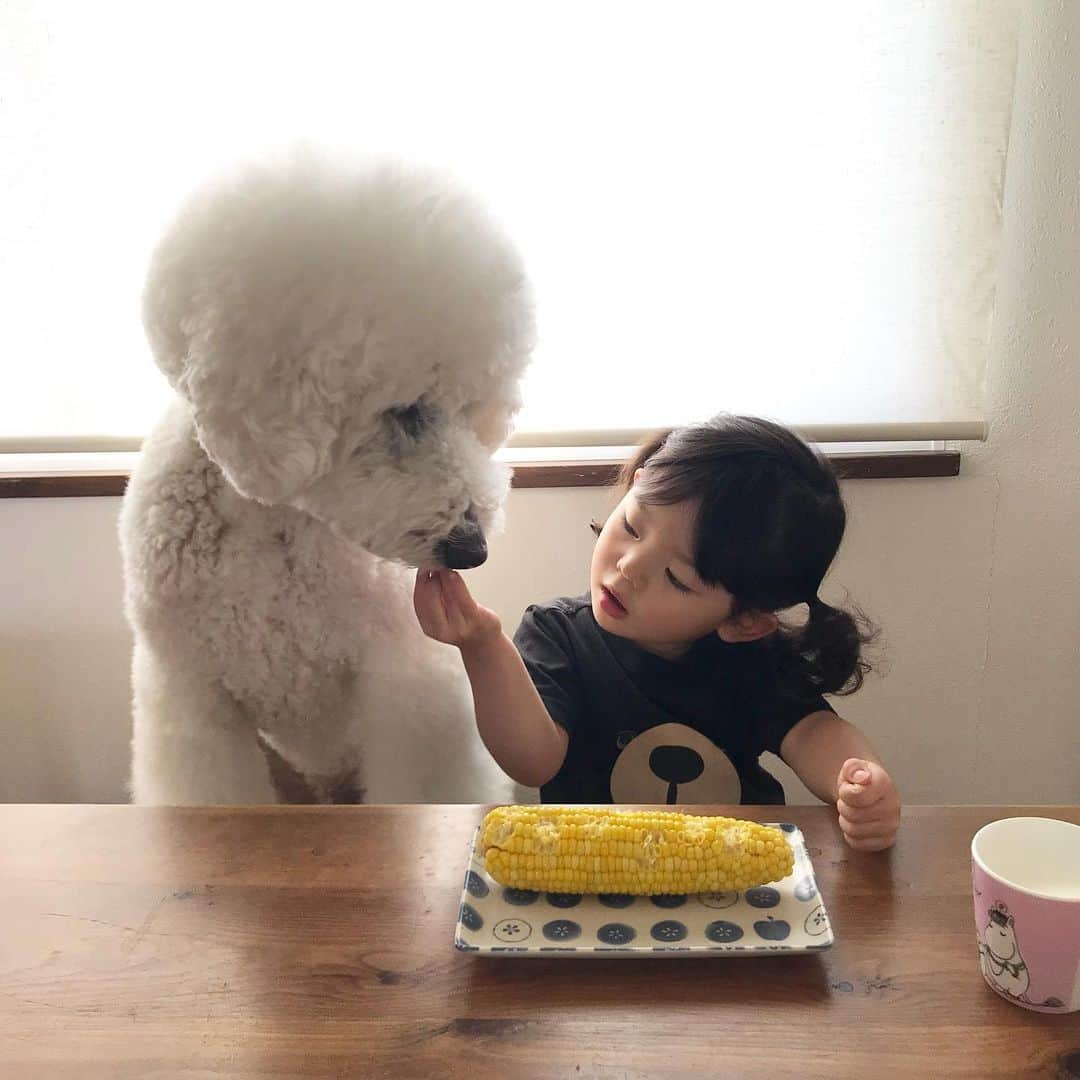 たまねぎさんのインスタグラム写真 - (たまねぎInstagram)「. .  まめちゃんは、「とうもろこし」を・・・ あれ、何回も言ってたら、何が何だかわからなくなってきた（笑） . 「とうもころし」って言うんだっけ？ 「とうこもろし」って言うんだっけ？ . おーい、まめちゃーん！ なんていうんだっけー？（笑） . . #standardpoodle #dog #lovedogs #poodlesofinstagram #スタンダードプードル #大型犬と子供 #poodle #dogstagram #east_dog_japan #いぬのいる生活 #もふもふ部 #わんこ部 #子どもと犬  #kidsanddog #ママリ #キズナ #コドモノ #いこーよ #いぬのきもち #犬と暮らす #いぬなしでは生きていけません #わんこ好きととながりたい #とうもろこし #とうもころし #とうこもろし」8月7日 0時45分 - tamanegi.qoo.riku