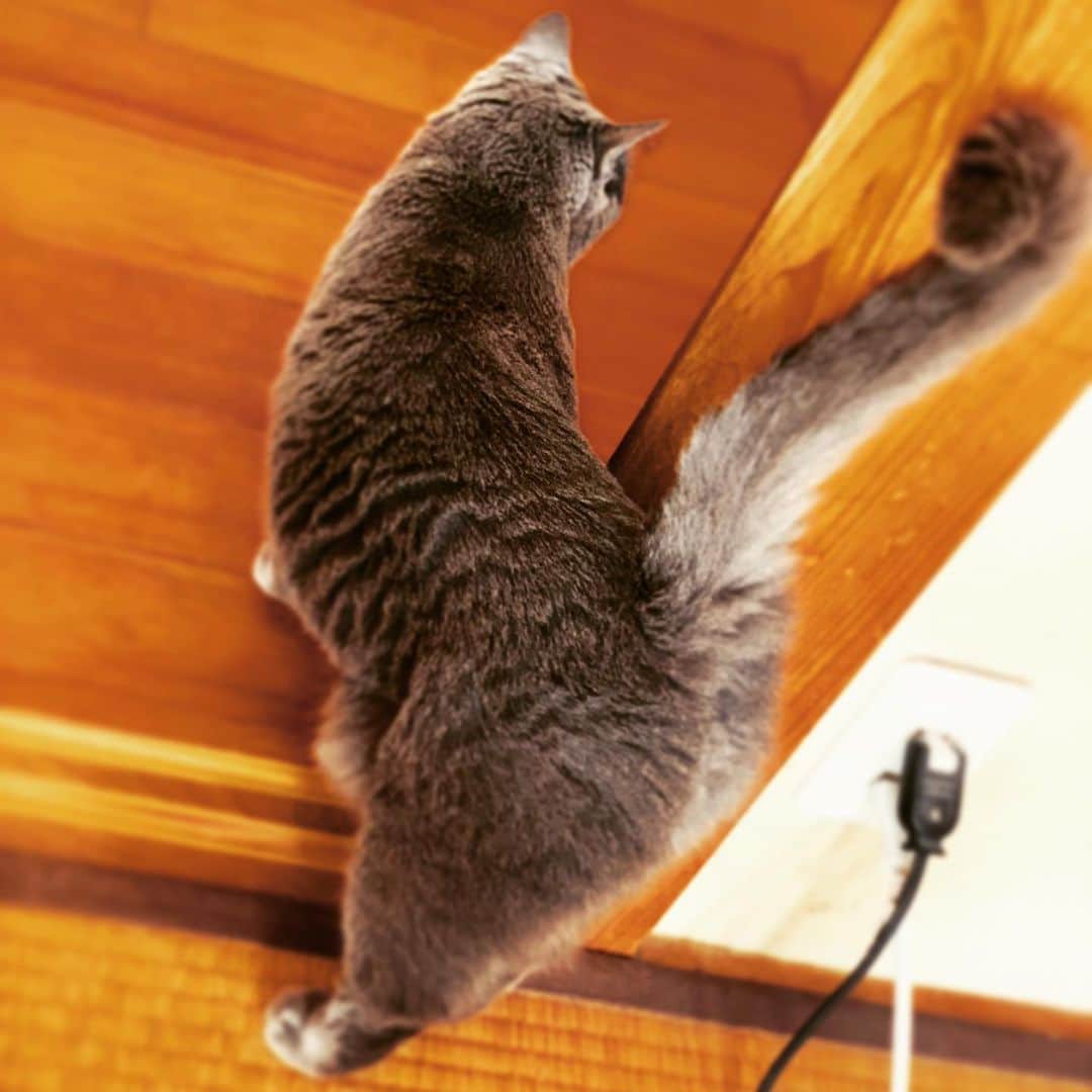 チキン南蛮カレーのルウ王子のグルメインスタ