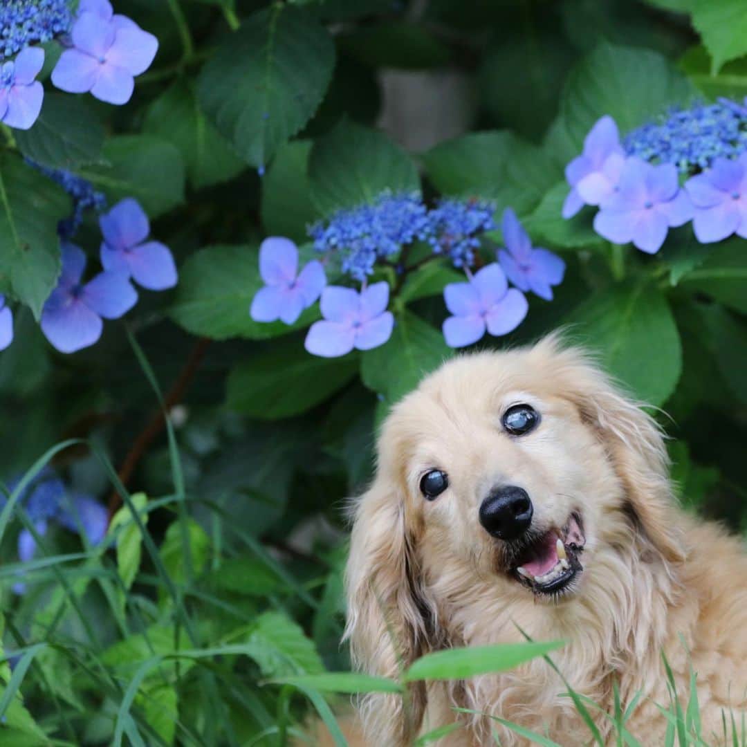 ハッチ＆ニコのインスタグラム：「🐶ハッチは傾いちゃうんだよね お爺ちゃんだから色々出てくるのは仕方ないね  #紫陽花 #カメラ嫌い同好会 #pecoいぬ部 #犬の生活が第一 #癒しわんこ #dachshund #犬バカ部 #短足部 #ふわもこ部 #tokyocameraclub #東京カメラ部」