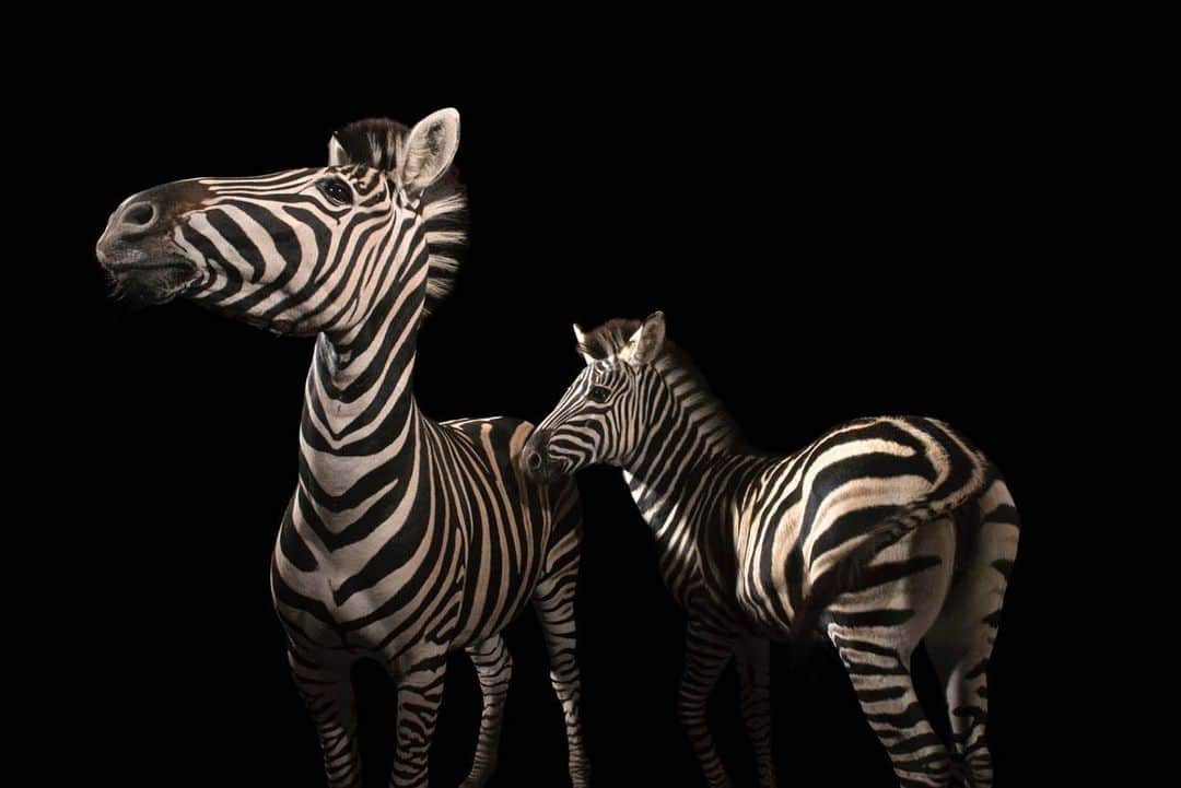 Joel Sartoreさんのインスタグラム写真 - (Joel SartoreInstagram)「The zebra’s famous stripes are a form of protection from predators. When zebras are grouped together, their combined stripes make it hard for a lion or leopard to pick out a single zebra to chase! However, on the off chance that their protective stripes fail, this species also has a powerful kick that can cause some serious damage, and they can reach speeds of up to 35 miles per hour, allowing for a speedy get-away. The Chapman’s zebra is one of three zebra species - while this species’ population is currently stable, the same cannot be said for the other two, and all zebras are threatened by poaching because of their uniquely patterned coats. Protect species like the Chapman’s zebra by avoiding animal-skin products, ensuring that you are not contributing to the commercial hunting of this and other amazing species. Photo taken @zoowroclaw. #zebra #stripes #blackandwhite #chapmanszebra #shopsmart #Africa #PhotoArk #savetogether」8月6日 20時12分 - joelsartore