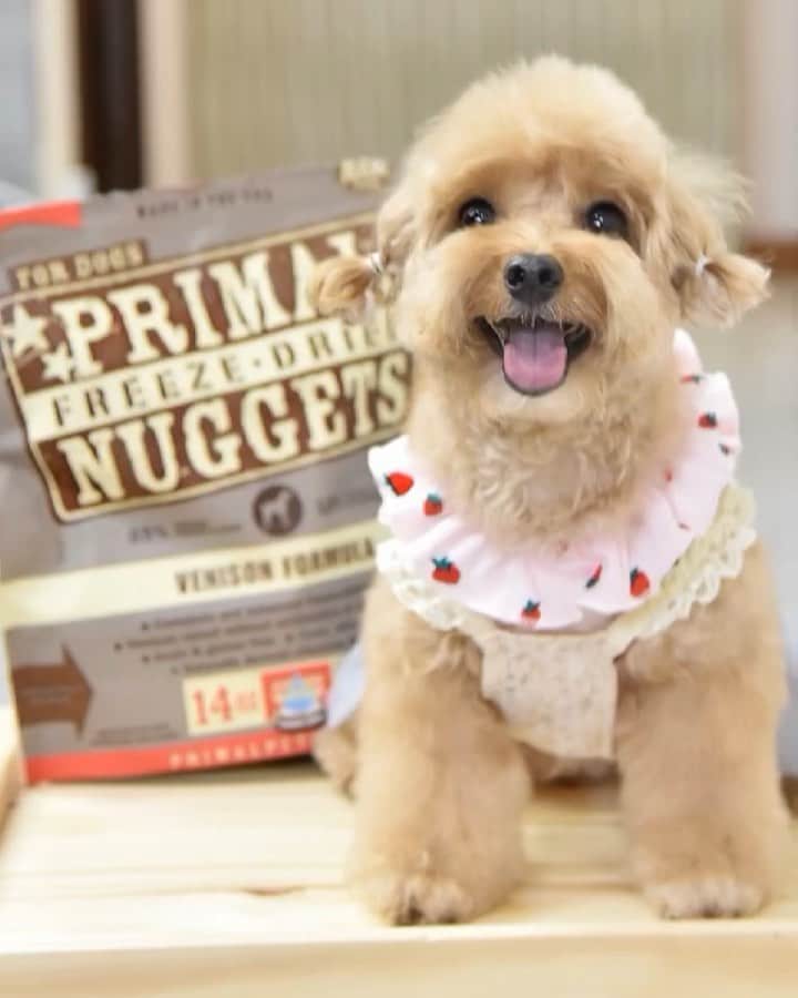のインスタグラム：「📆 (6Aug19)  Happy 🌱🥰🌱hehe, how do you like my new 👧🏻fur style ?😁😉always in TOP of my mood when pawdeling for my fav food #primalpetfoods so looking forward to celebrate our Nation birthday and the super long weekend soon! 😘🙌❤️ #b2kpet #trufflenb2k」