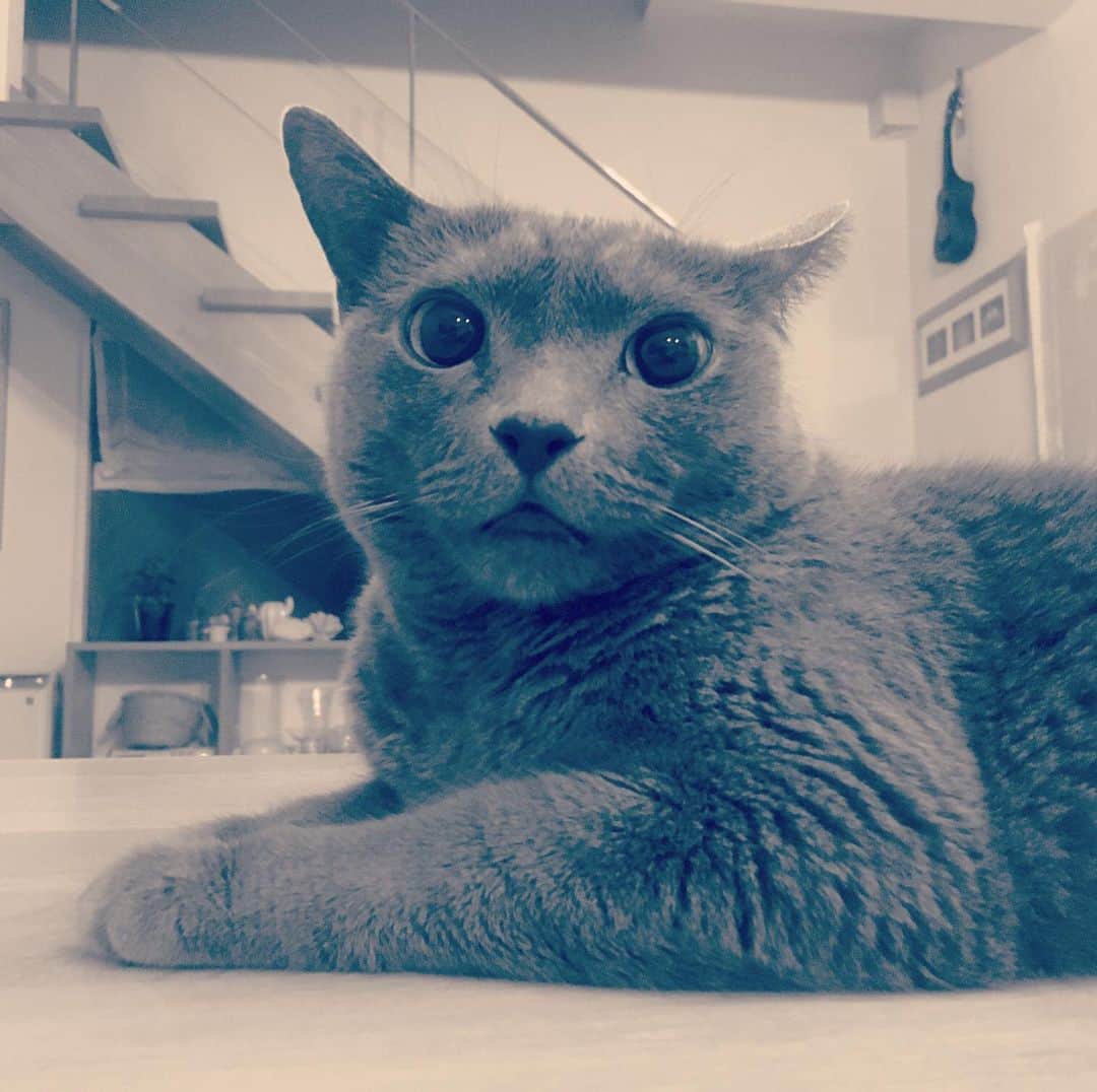 ミーちゃんのインスタグラム：「10歳になりました㊗️🎉 #cat #russianblue #neko #catsofinstagram #catstagram #猫 #ネコ #ねこ #ロシアンブルー#グレ猫倶楽部」