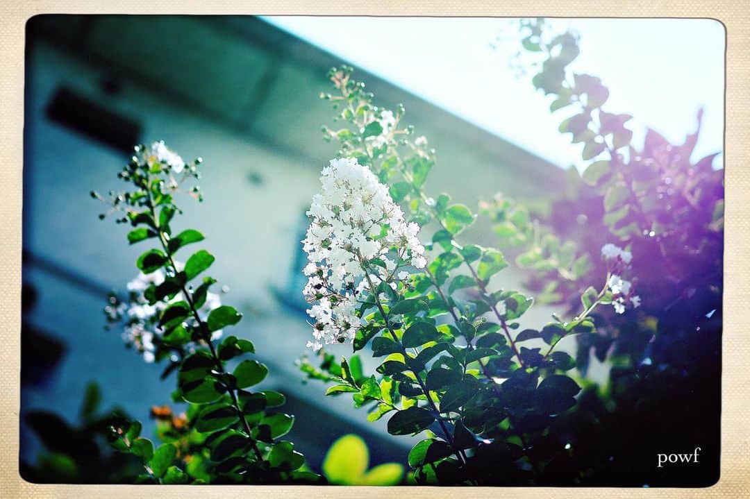 anemone_69のインスタグラム：「✤ #サルスベリ #百日紅 . , .」