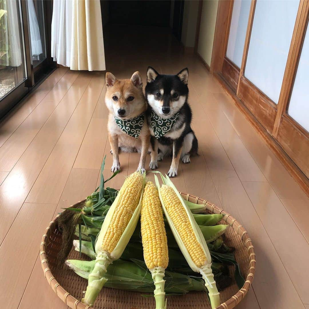 豆柴なつ&ふゆさんのインスタグラム写真 - (豆柴なつ&ふゆInstagram)「We'er given a corn🌽😆💓 お友達から北の大地の贈り物🌽😆💓 ＃ありがとう #トウモロコシ #corn #甘い #sweet#柴犬ライフ#pecoいぬ部 #shiba_snap #シバフル #コーン #柴犬#shiba #shibainu #shibastagram #shibamania #pecoいぬ部 #豆柴 #shibainumag_feature #instafollow #dogoftheday #かわいい#instashiba #thedailyshibainu #🐕📷 #theshibasociety #mameshiba  #柴#proudshibas #cutepets #柴犬マニア」8月6日 20時45分 - mameshiba.natsuinu56