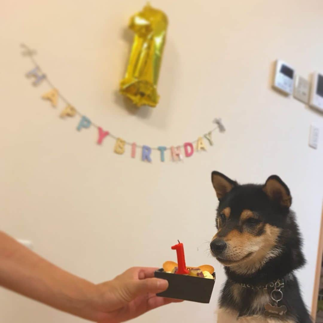 伊藤ふたばさんのインスタグラム写真 - (伊藤ふたばInstagram)「🎂Happy Birthday Wamu🐾 It was his first birthday yesterday✨ #birthday #1yearold」8月6日 20時49分 - futaba_ito