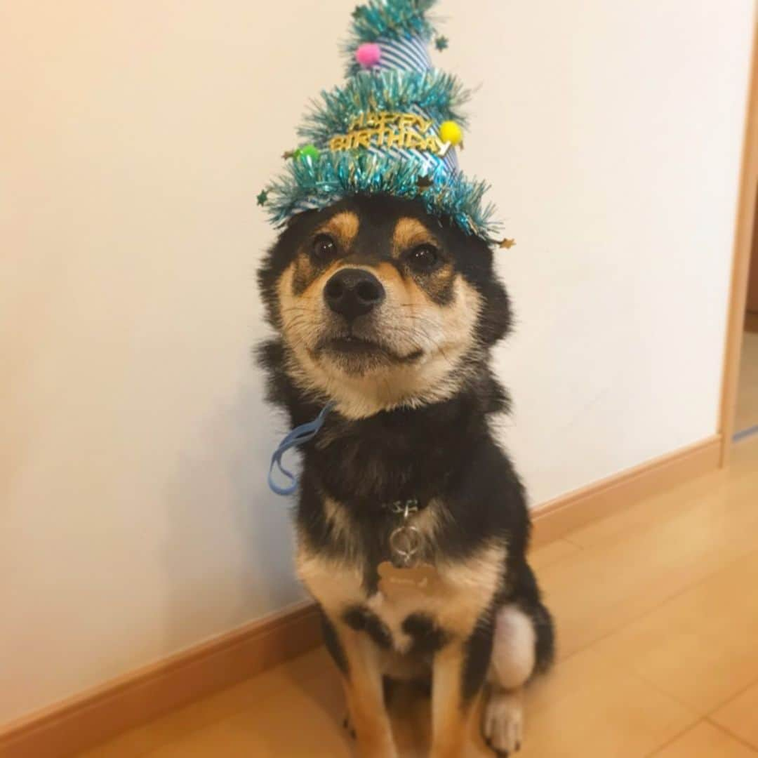 伊藤ふたばさんのインスタグラム写真 - (伊藤ふたばInstagram)「🎂Happy Birthday Wamu🐾 It was his first birthday yesterday✨ #birthday #1yearold」8月6日 20時49分 - futaba_ito