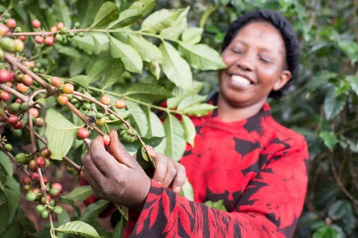 NESCAFEさんのインスタグラム写真 - (NESCAFEInstagram)「2️⃣ Equal rights: Coffee farming is seen as a man's job in many parts of the 🌍. In Kenya, for example, there are women coffee growers💁‍♀️, who are taught everything from coffee production to leadership and health education. In the first three years of the gender and youth training programme an average of 83% of women has come forward to join coffee farming💪. #GrownRespectfully #nescaféplan #nestlé #nescafe」8月6日 21時00分 - nescafe