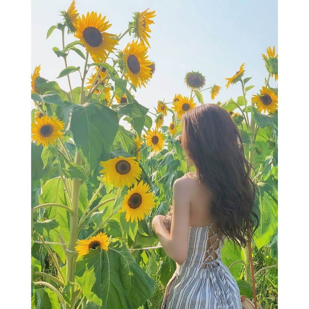 家原里佳さんのインスタグラム写真 - (家原里佳Instagram)「. . ヒマワリ畑〜🌻🐝❤️ . . この日に着てたロンパースは、Webstoreと直営店 (西銀座デパートB1, 学芸大学 @tothesea_healthliving , 新宿ルミネエスト B1)  にてゲットできるよ〜😎👌🏻 . ♡ @to_the_sea_hawaii #totheseahawaii . . #hairmake#make#makeup#カラコン#ヘアメイク#メイクアップ#hawaii #ハワイ#hairarrange #ヘアアレンジ#trip#style#hair#swimmer#bikini#ヘア#ビキニ#海#sea#太陽#自然光#向日葵#sun#夏」8月6日 20時57分 - rikachi_1130